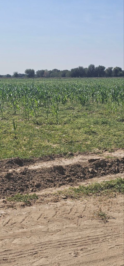 images/макка жухори 1.jpg